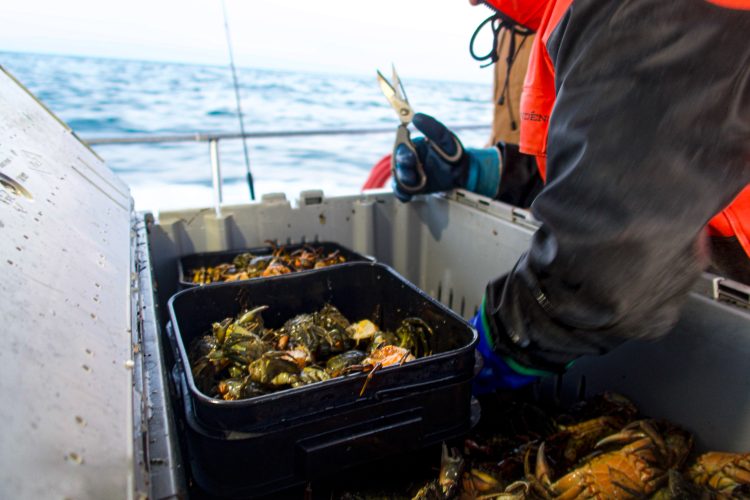 green crabs - bait for tautog fishing