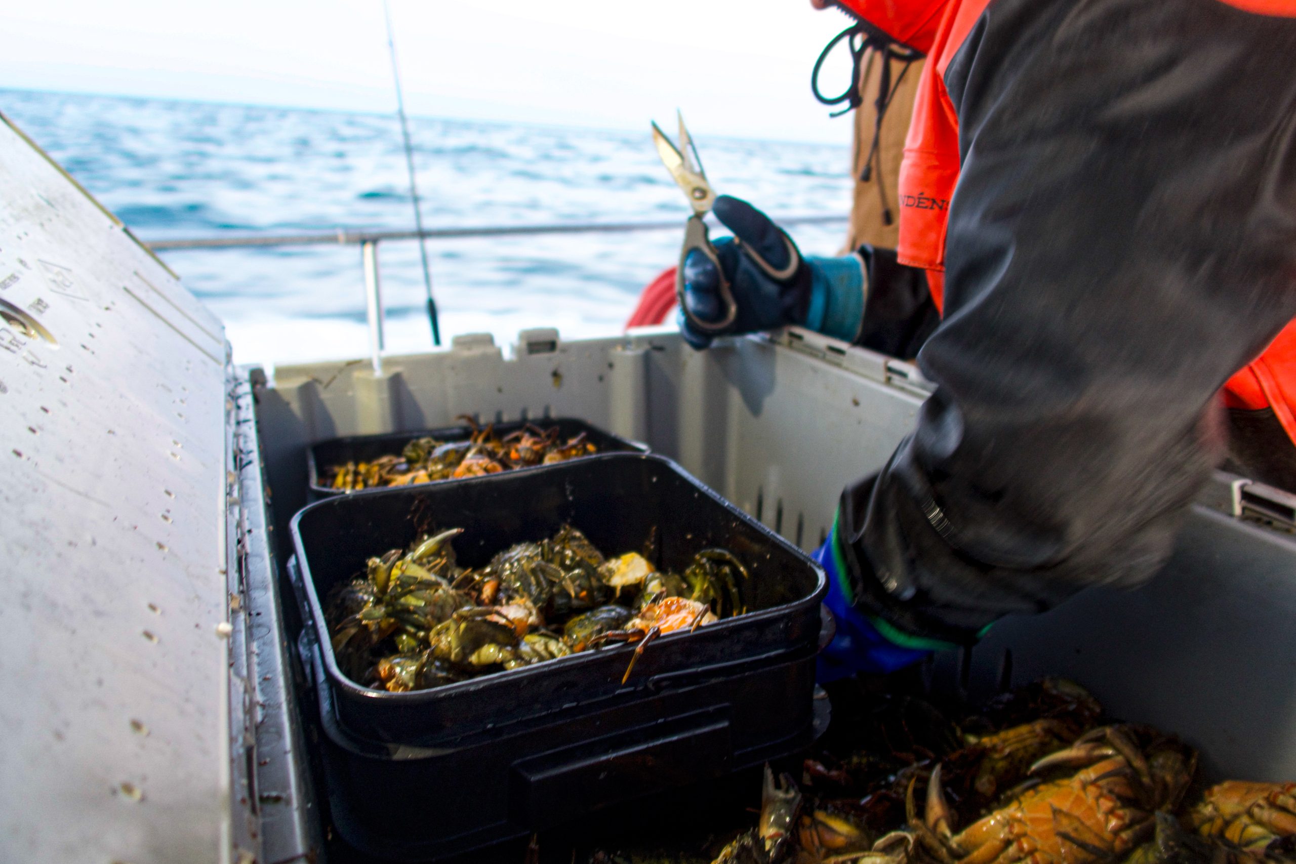 green crabs - bait for tautog fishing