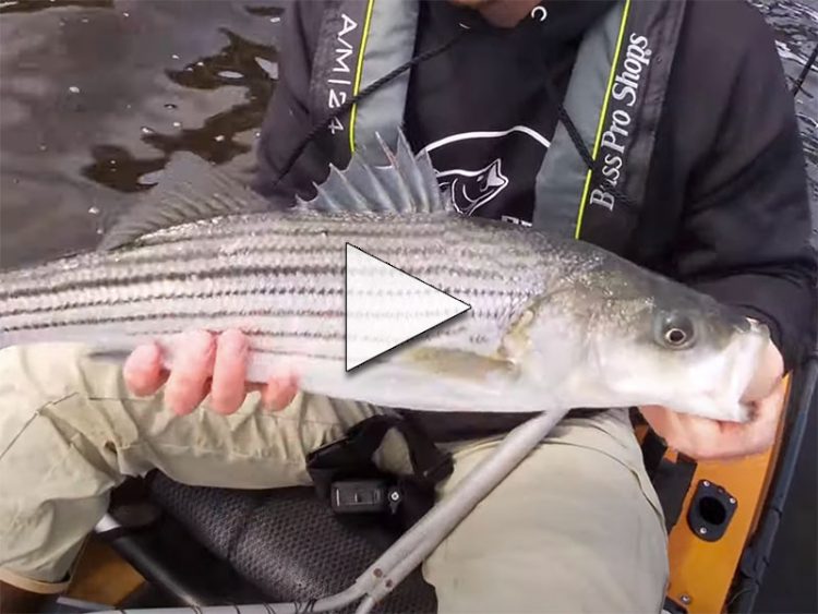 NJ Spring Stripers