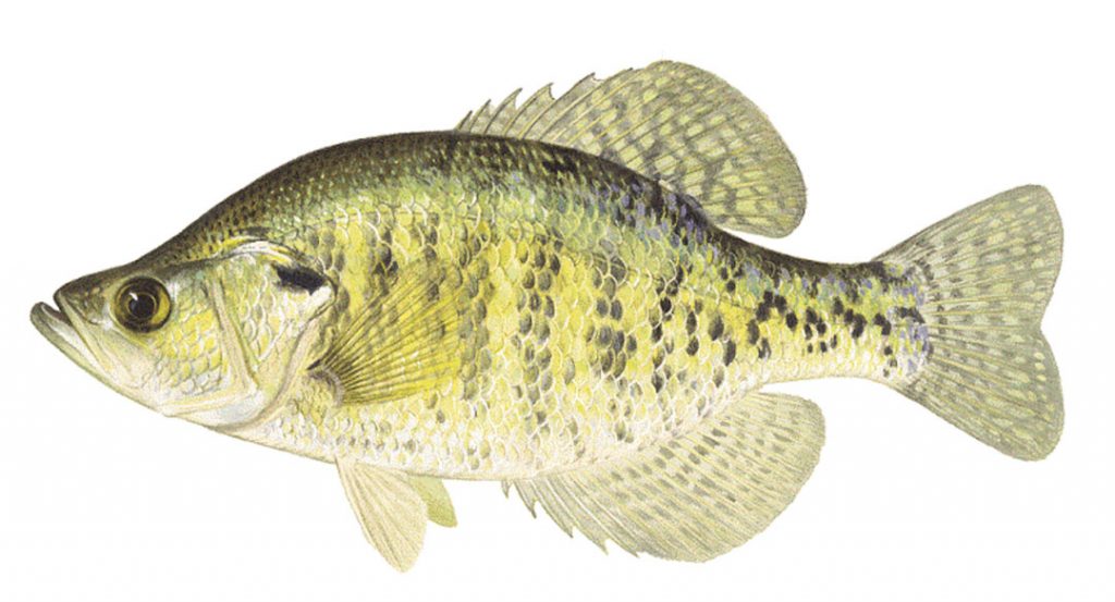 white crappie