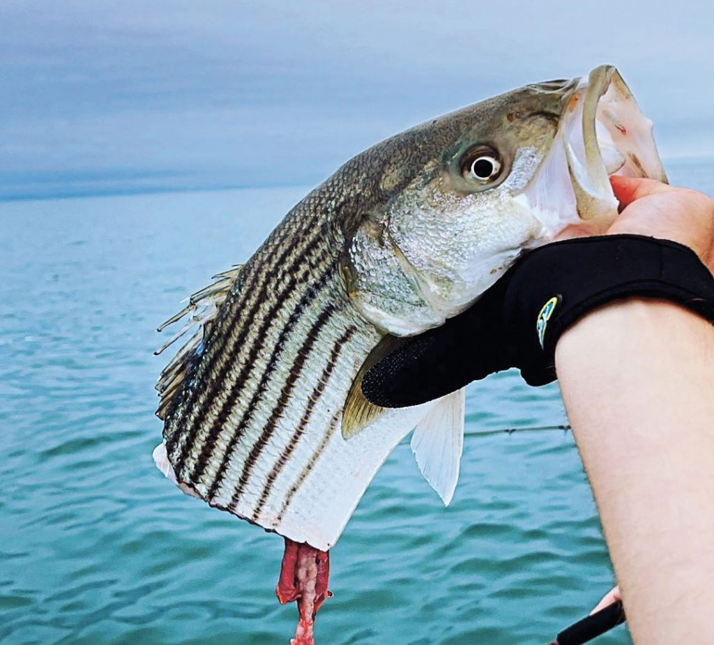 striper with white shark bite