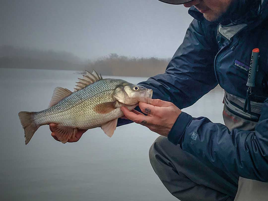 brackish white perch