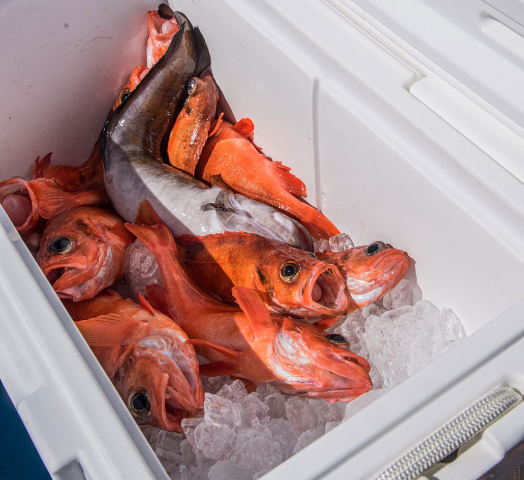 Redfish and cusk in cooler