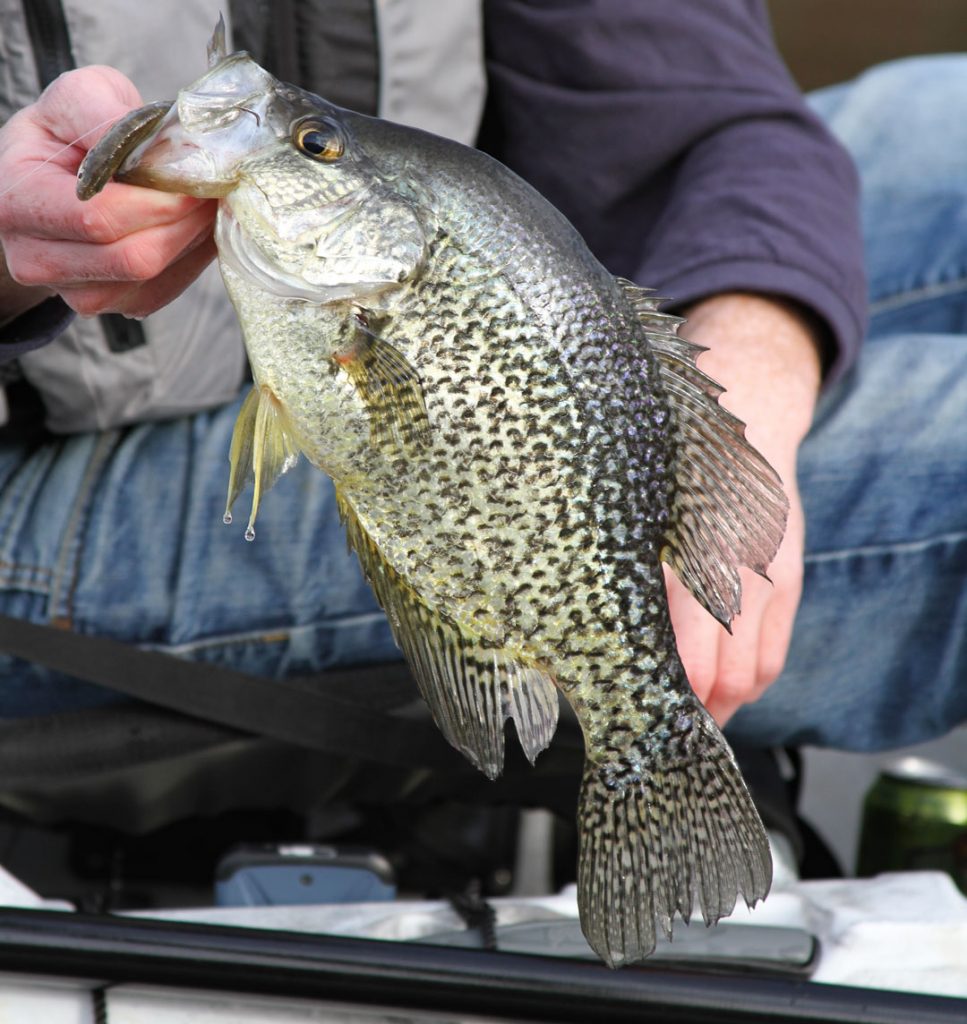 early spring crappie