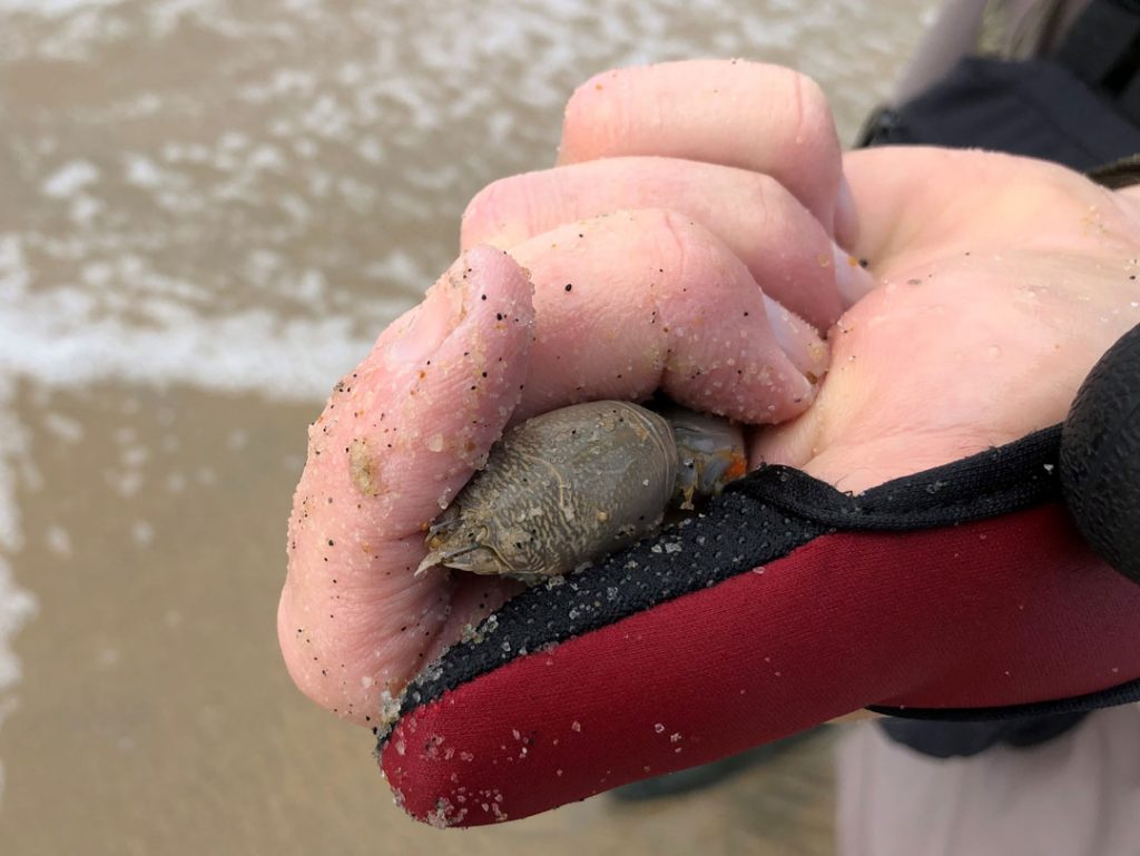 ideal-sized sand bug