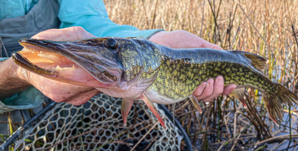 pickerel