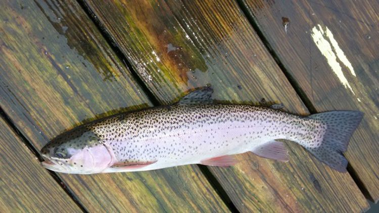 Horn Pond holdover rainbow trout