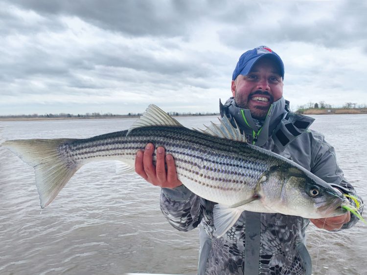 Raritan Bay striped bass