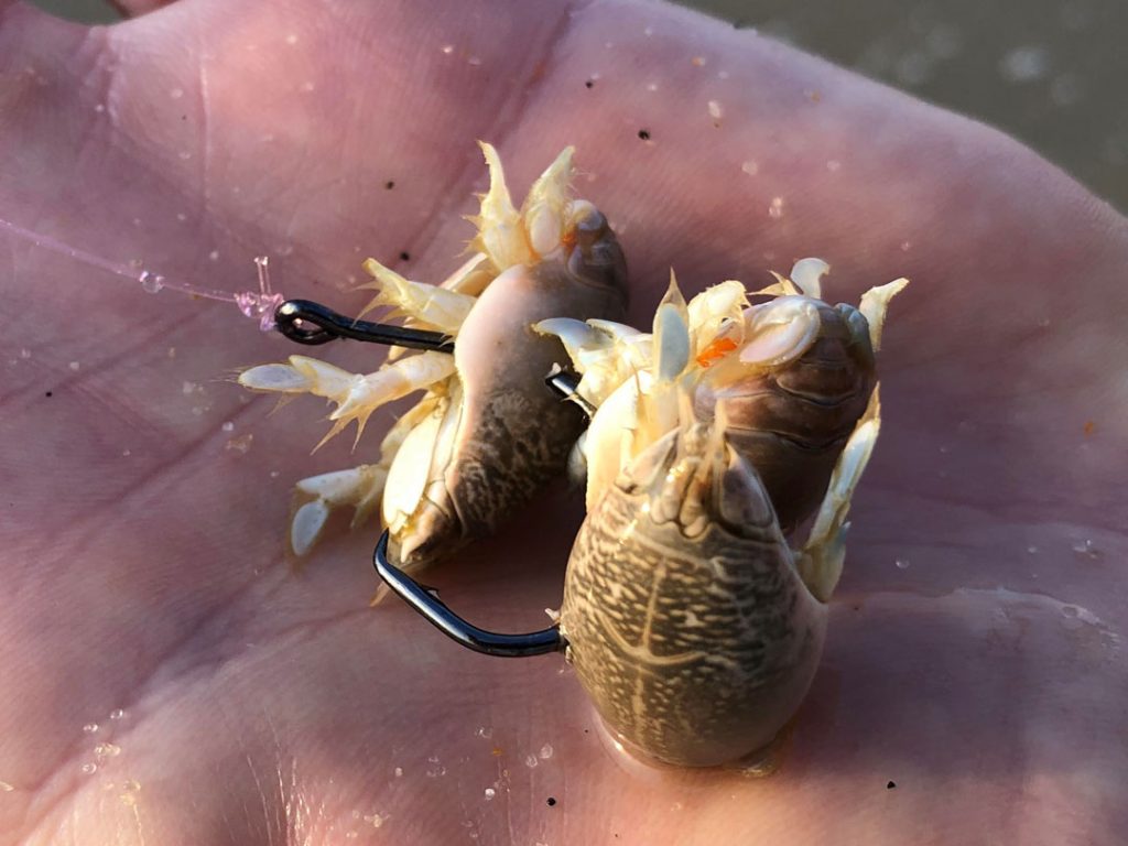rigging sand fleas for striped bass on an inline circle hook