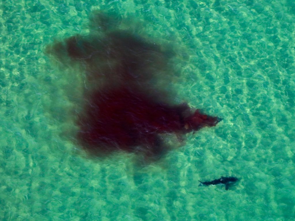 shark circles wounded seal 