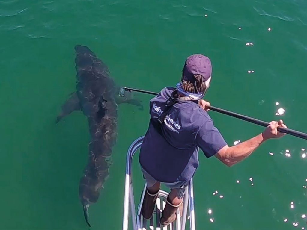 white sharks of Cape Cod