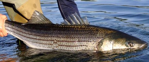 Speak Up TODAY on Striped Bass Management