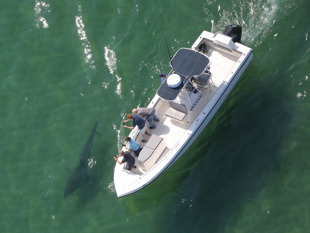 Tyler Putney shark tour - white sharks of Cape Cod