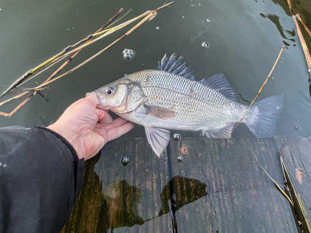 flared-up perch