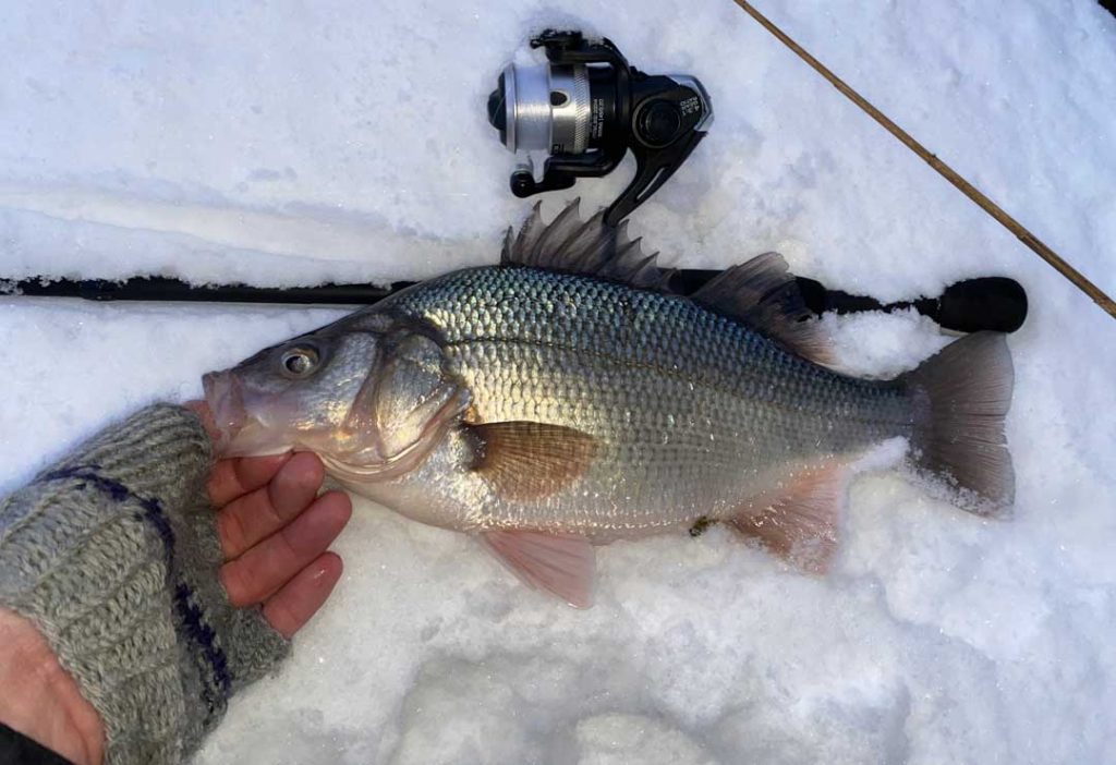 white perch on ice