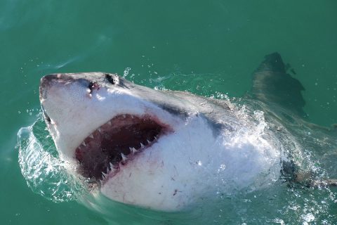 white shark