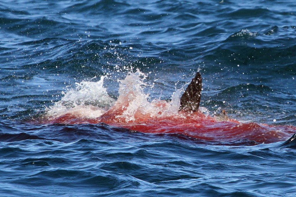 white sharks of Cape Cod feeding