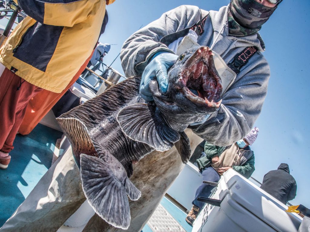 Atlantic wolffish
