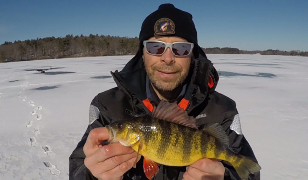 yellow perch