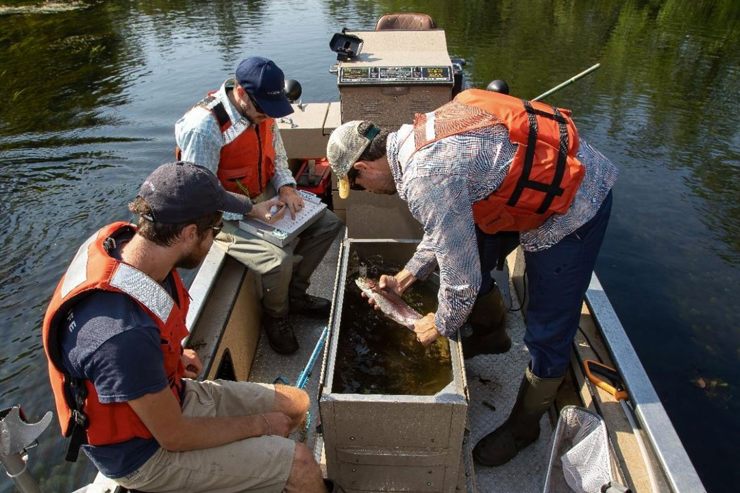 MassWildlife staff assess captured trout