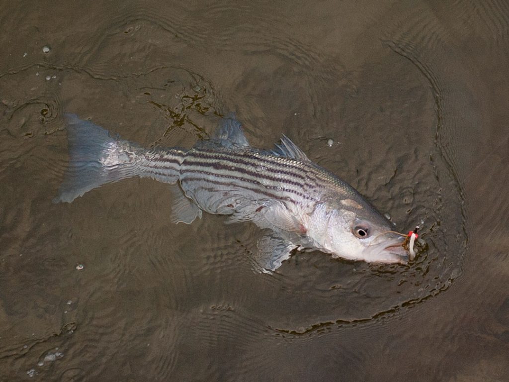 Buzzards Bay striped bass