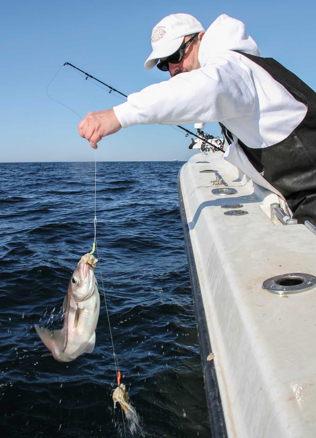 haddock caught on clam-baited high-low rig