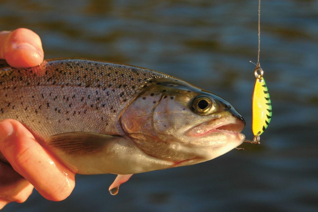 rainbow trout on Little Cleo 