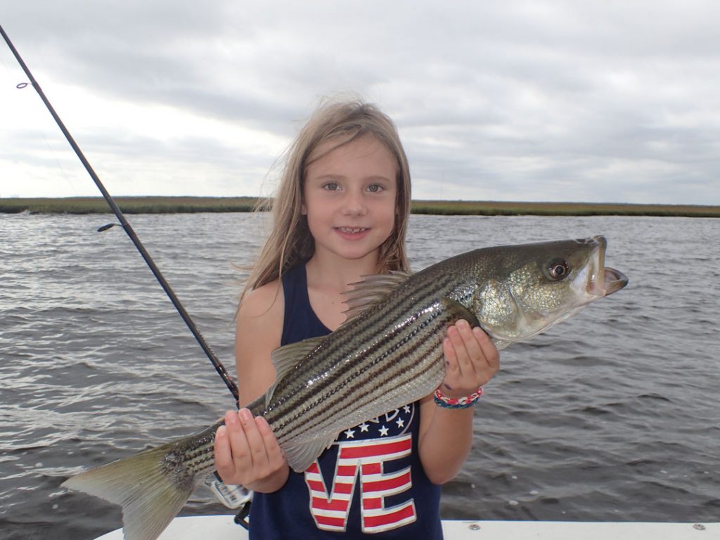 Mullica River striped bass