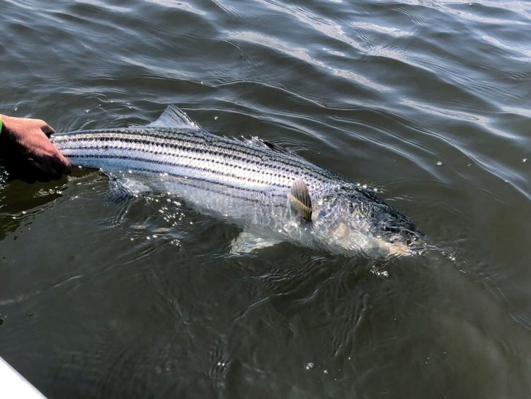 striper release