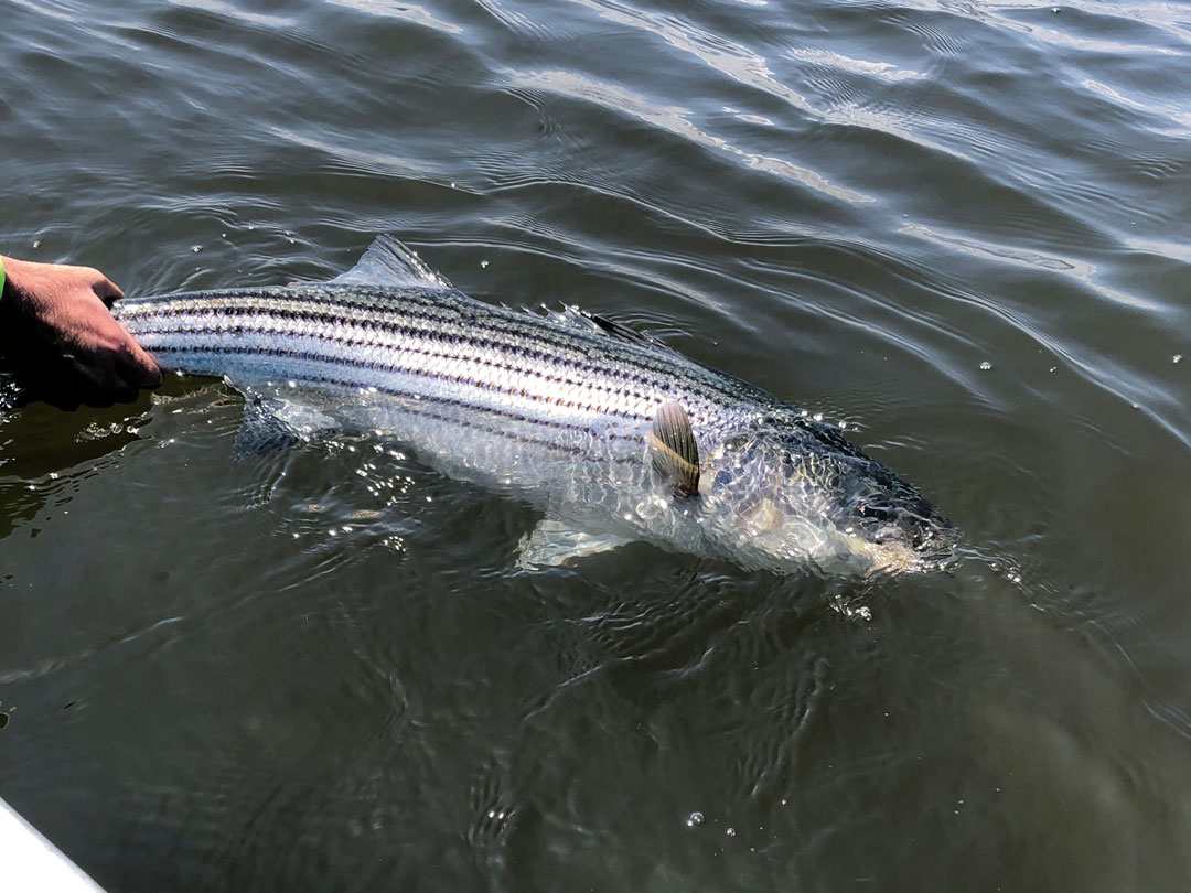 striper release