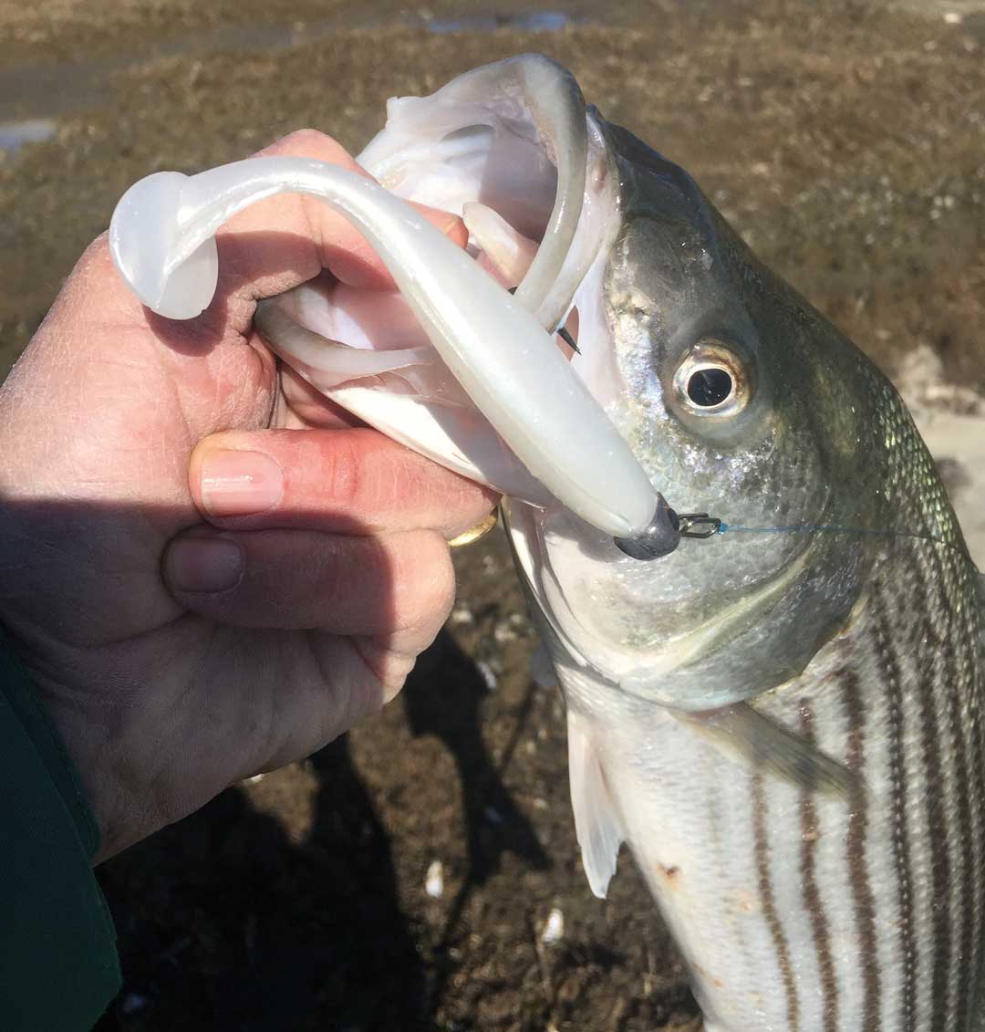 schoolie caught on paddletail