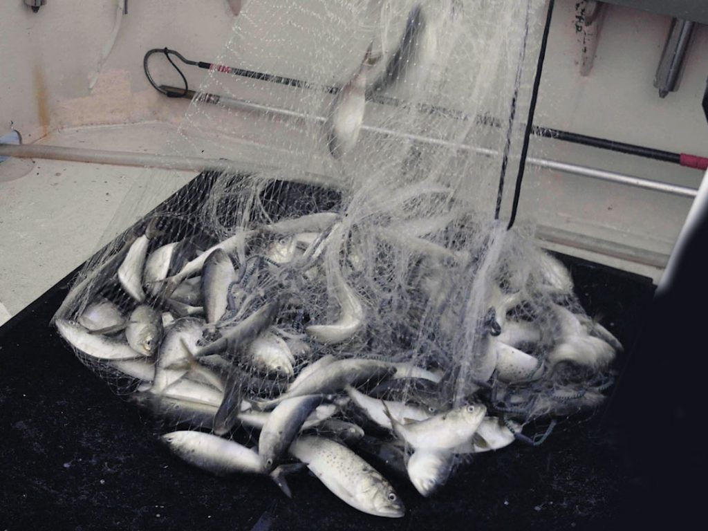 Cast net full of bunker