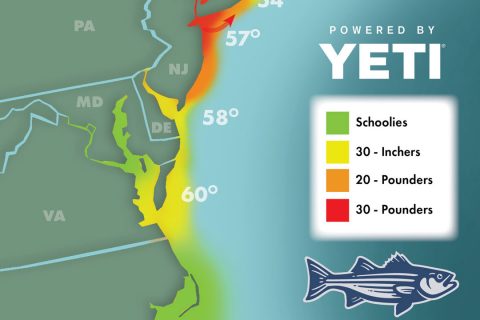 Striper Migration Map