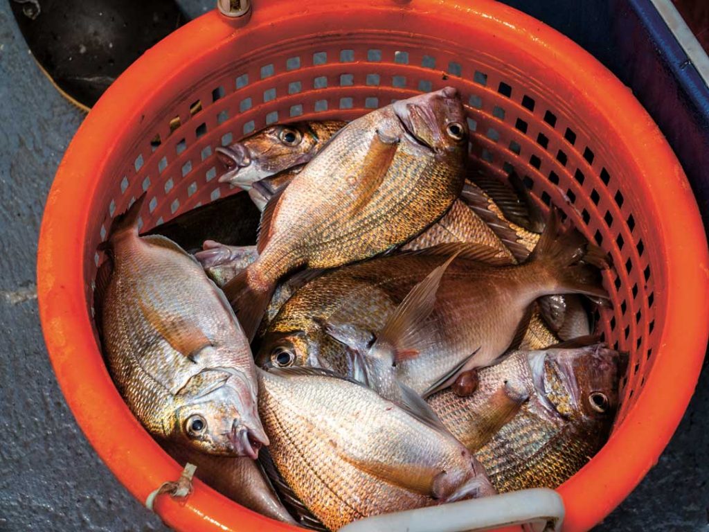 porgies in Peconic Bay