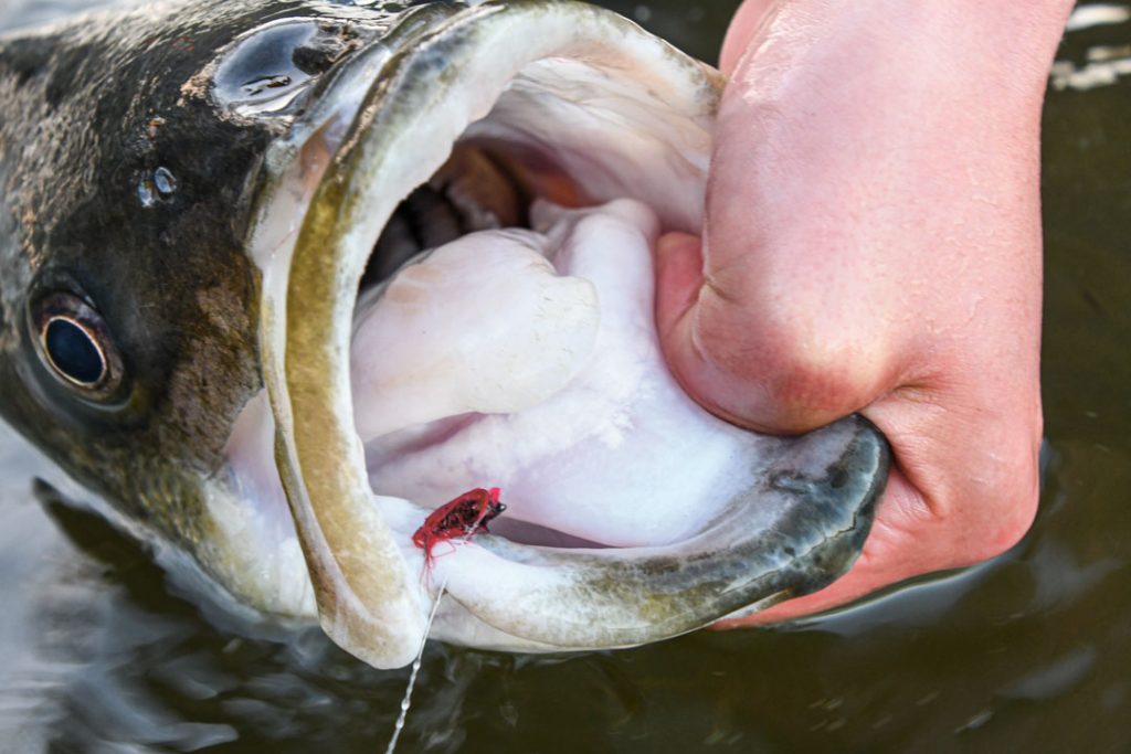 closeup of striper on cinder worm fly