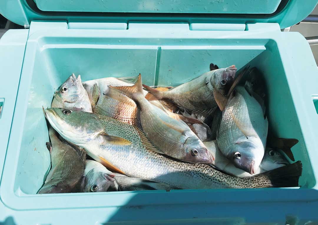 porgies in Peconic Bay