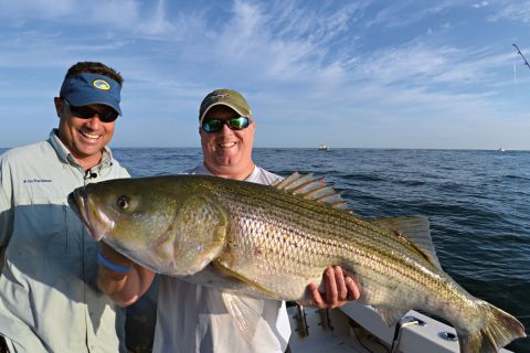 deepwater striped bass