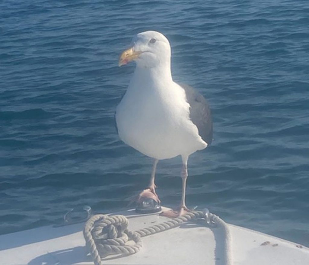 Captain Jason Colby’s pet “Bird”