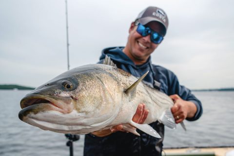 How to Catch Striped Bass