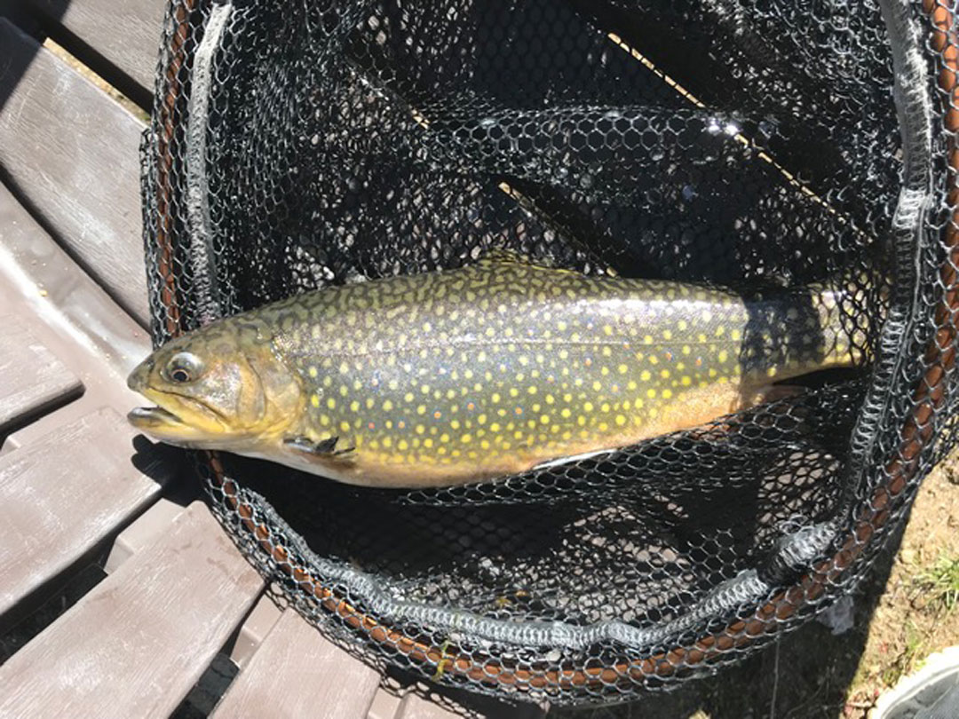 New Hampshire hatchery brook trout