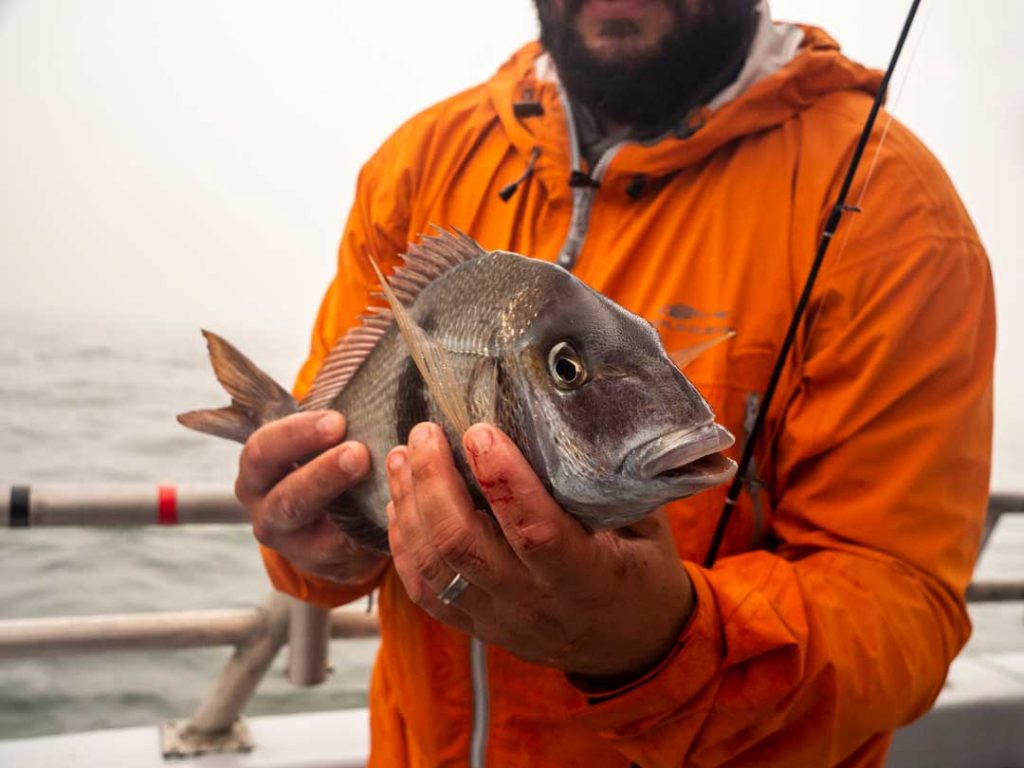 porgies in Peconic Bay