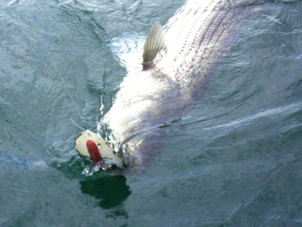 striper on bunker spoon