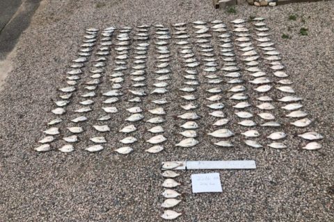Rhode Island Poachers Caught with 116 Scup Over the Limit