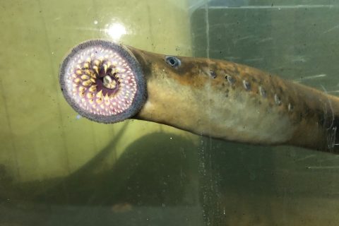 Public Reminder: Do Not Disturb Spawning Sea Lamprey in Connecticut River Drainage