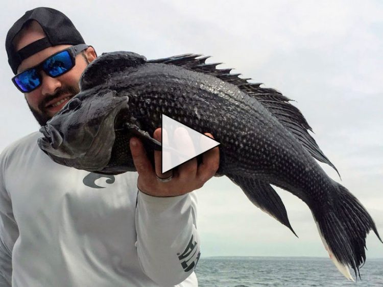 Targeting Jumbo Sea Bass