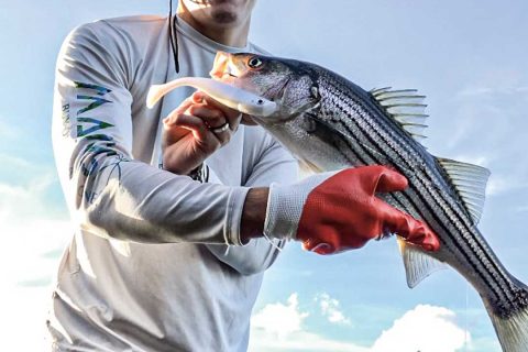 Canal striper on paddletail
