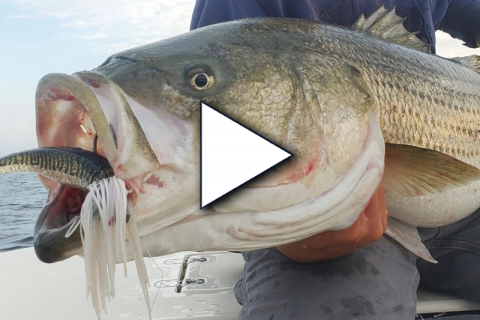 Striped Bass Cheat Codes with Captain Brian Coombs & Captain Vinny Simeone – OTW Podcast #5