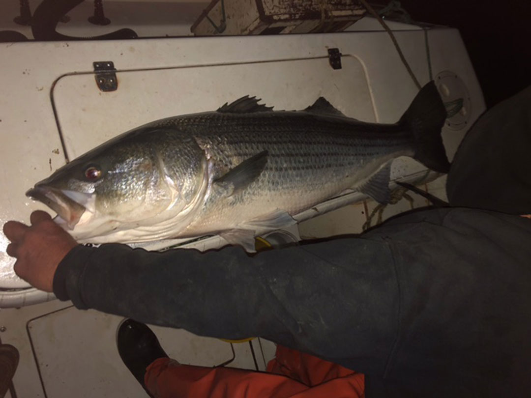 50-inch striped bass