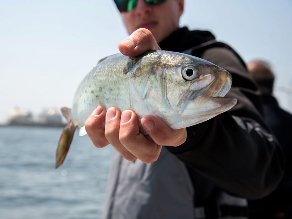 Atlantic menhaden