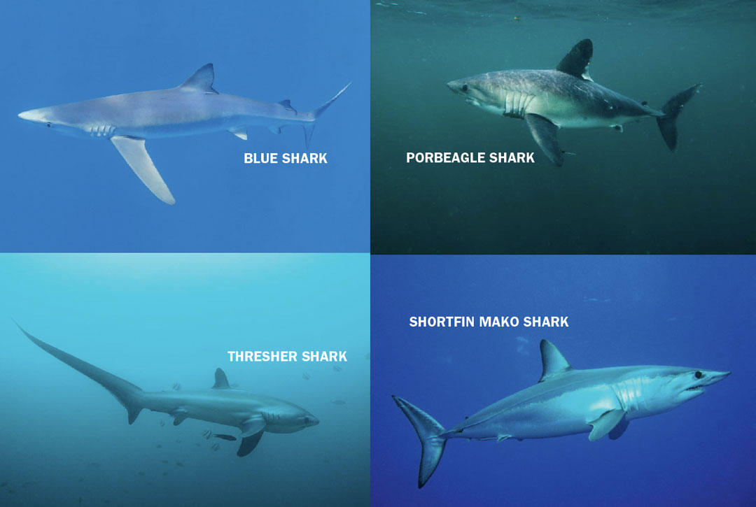 Sharks of the Northeast